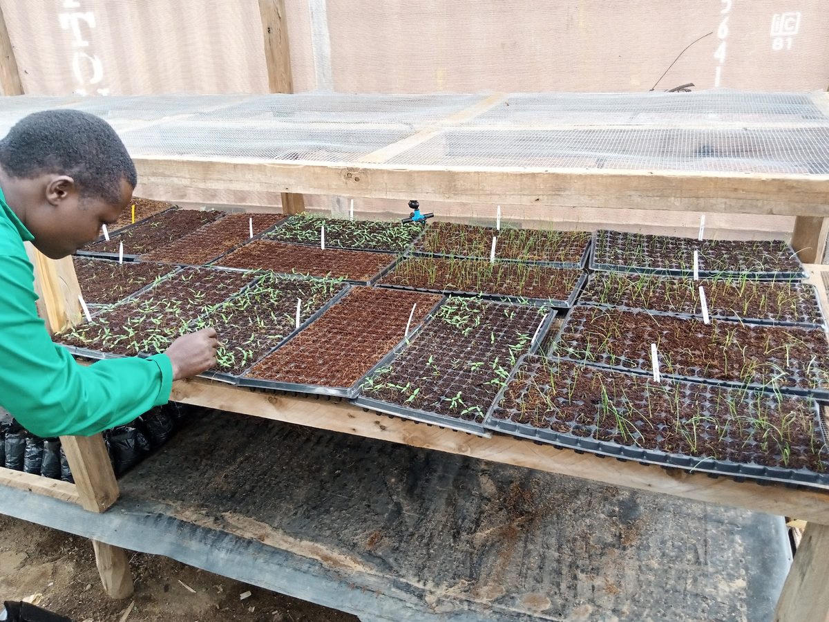 Nursery seedlings at OSAFRAD