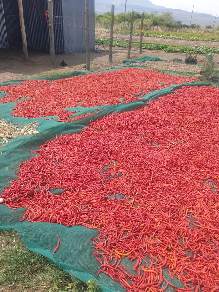 Chillies drying at OSAFRAD